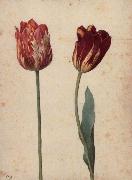 Georg Flegel Two Tulips oil on canvas